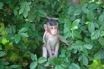 可愛いサル