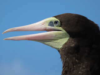 close up of an brown booby, big seabird, wildlife 