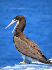 Fototapeta na wymiar Brown booby, wildlife, big seabird 