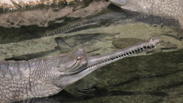 The gharial or gavial (Gavialis gangeticus), large reptile that lives in the water and feeds on fish. It differs from crocodiles in its thin snout. Inhabits the wetlands of the  Hindustan Peninsula.