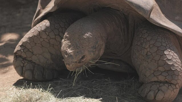 Floreana giant tortoise or Galapagos or elephant tortoise (Chelonoidis elephantopus) largest land tortoise. lives in the Galapagos Islands.