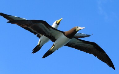 Fototapeta na wymiar Seagull in flight, big seabirds, masked and brown booby 