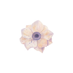 Fototapeta premium Cream anemone flower on white background. Delicate watercolor illustration isolated on white background