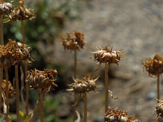 Grindelia chiloenses. Flores secas en la naturaleza, fondo desenfocado. Boton de oro.