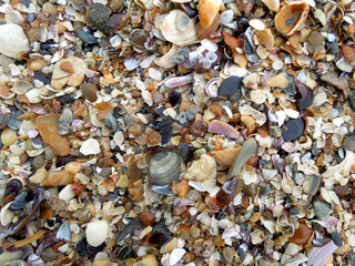 Caracoles y conchas marinas de cerca. Vista de arriba. Textura.
