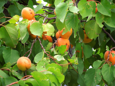 Arbol de damascos despues de una tormeta de granizo.