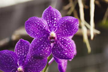 Growing purple orchid flowers in white spots in a botanical garden. Growing exotic Phalaenopsis flower full bloom. Blooming flowers pistil stamen in a tropical greenhouse, jungles. Floral wallpaper.