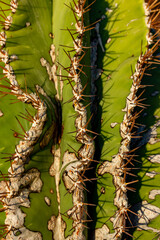 Green ribbed cactus with long sharp brown needles backgrounds and texture. Old ribbed cactus extremely close up. Macro shot of tropical exotic plant growing in a desert. Thorny dry-loving plants.