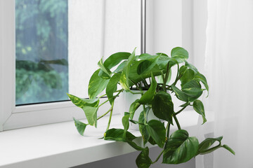 Epipremnum in pot on windowsill indoors, space for text. House plant
