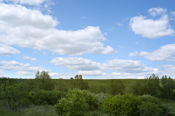 Fototapeta premium Beautiful landscape with green trees on sunny day