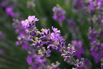 Obraz premium Beautiful lavender flowers growing in field, closeup