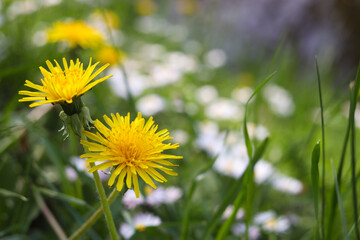 Obraz premium Beautiful bright yellow dandelions in green grass on sunny day, closeup. Space for text