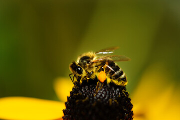 Macro close up bee sitting on a flower high quality