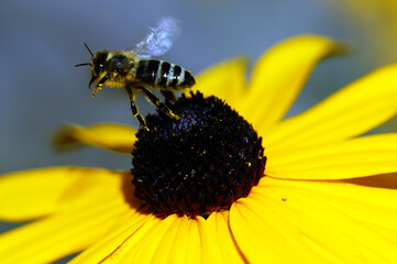 Bee is flying away from a flower macro close up high quality
