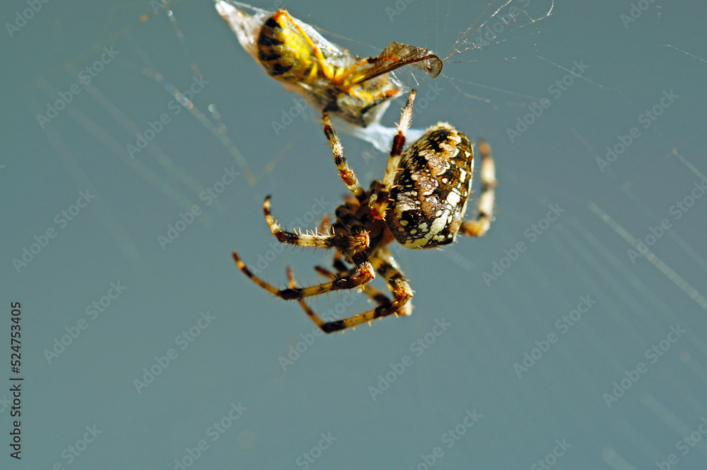 Wall mural macro close up spider with a trapped bee in the web