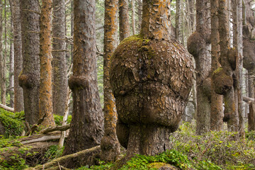 A forest in Olympic National Park with unusual burls, rounded swellings usually found on tree...