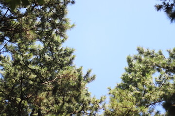 千本浜の松の木