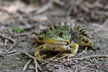 Close up of a Northern Leopard Frog sitting on the forest floor