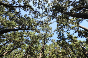 松林から見上げた青空