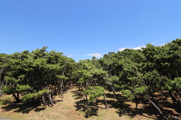 Fototapeta na wymiar 千本浜から見た青空