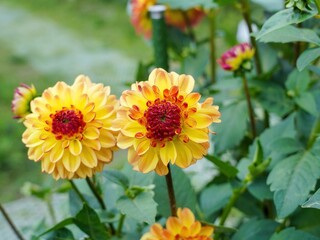 寄り添うように咲く二輪のグラデーションがきれいな黄色の球状ダリア