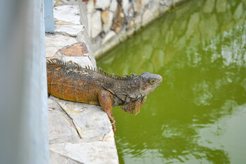 Close up of iguana walking on the stone floor in the park.