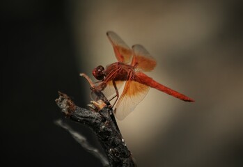 Closeup of perched male Flame Skimmer (Libellula saturata) dragonfly