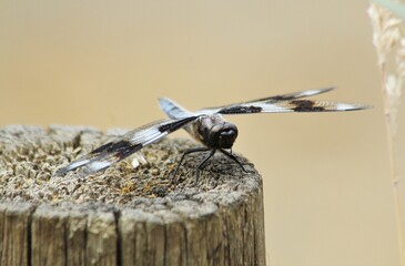 Male Eight-spotted Skimmer (Libellula forensis) dragonfly