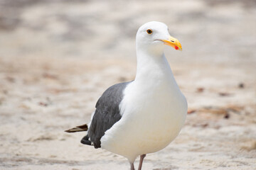 Fototapeta premium Seagull on the beach, close up