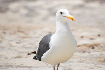 Seagull on the beach, close up