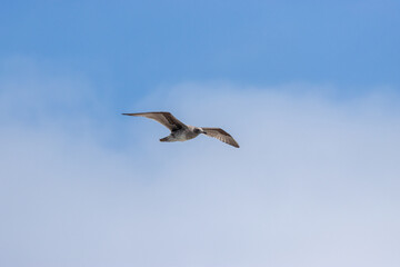 Fototapeta na wymiar Grey Seagull flying