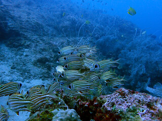 Fish at Redang Island