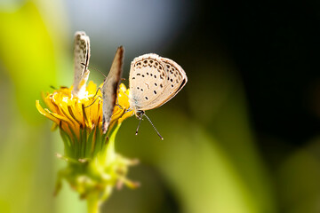 Butterfly Families Enjoy Honey Flavor