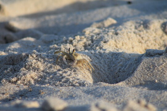 caranguejo na areia