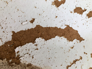 An old beaver board texture. Copy space for the text and background.