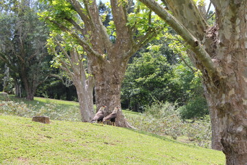 casal de águias