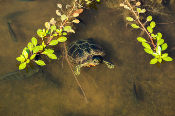 Yellow-bellied slider swimming in a pond at a butterfly garden in Pine Mountain Georgia.