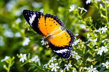 Leopard Lacewing Butterfly in a butterfly garden in Pine Mountain Georgia.