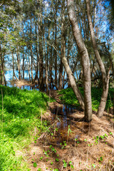 Exploring deep creek reserve in North Narrabeen