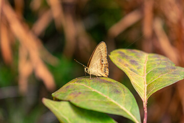 Exploring deep creek reserve in North Narrabeen