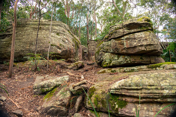 Fototapeta premium Exploring deep creek reserve in North Narrabeen