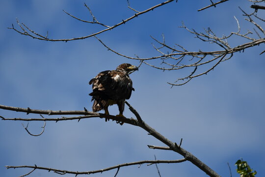 Young Juvenile Bald Eagle sits perched alone in a tree