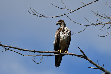 Young Juvenile Bald Eagle sits perched alone in a tree
