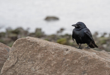 raven on a rock