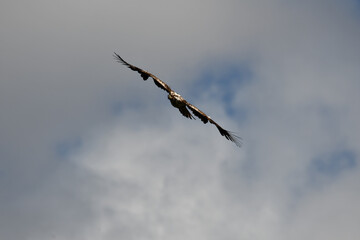 Juvenile Bald Eagle in flight with wings spread