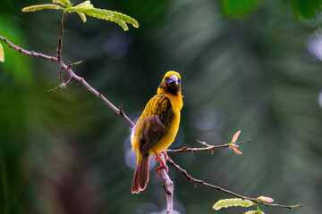 Asia golden weaver beautiful male golden bird on the branch in nature colorful environment forest garden green. For the concept of bird watching, birds in nature.