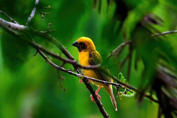 Asia golden weaver beautiful male golden bird on the branch in nature colorful environment forest garden green. For the concept of bird watching, birds in nature.