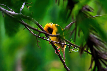 Asia golden weaver beautiful male golden bird on the branch in nature colorful environment forest garden green. For the concept of bird watching, birds in nature.