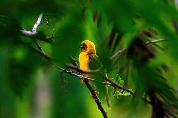 Asia golden weaver beautiful male golden bird on the branch in nature colorful environment forest garden green. For the concept of bird watching, birds in nature.