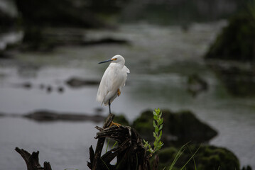 great white heron